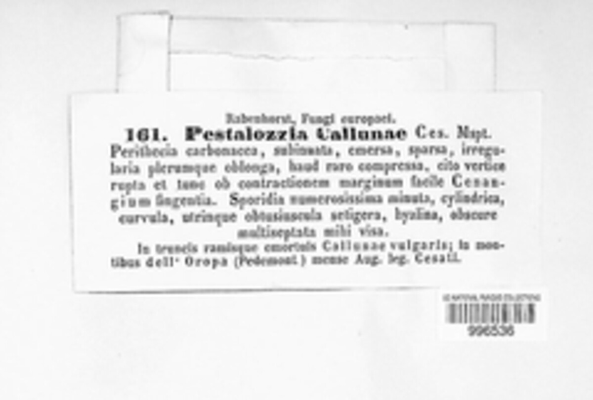 Pestalotia callunae image